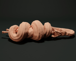 Burmese python eating a deer 3d print